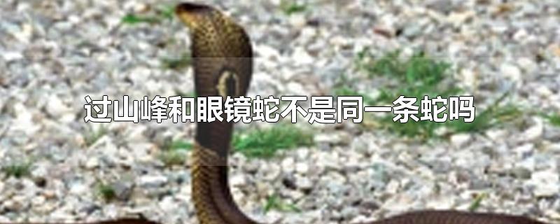 过山峰和眼镜蛇不是同一条蛇吗