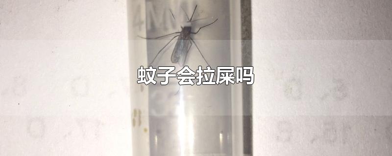 蚊子会拉屎吗