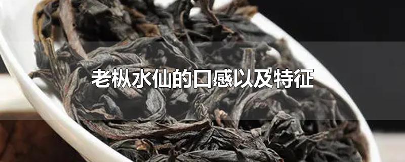 老枞水仙的口感以及特征