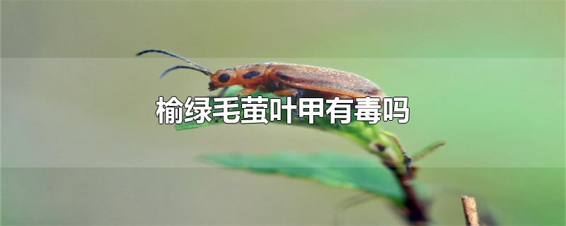 榆绿毛萤叶甲有毒吗