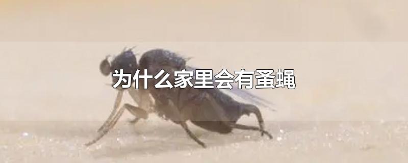 为什么家里会有蚤蝇