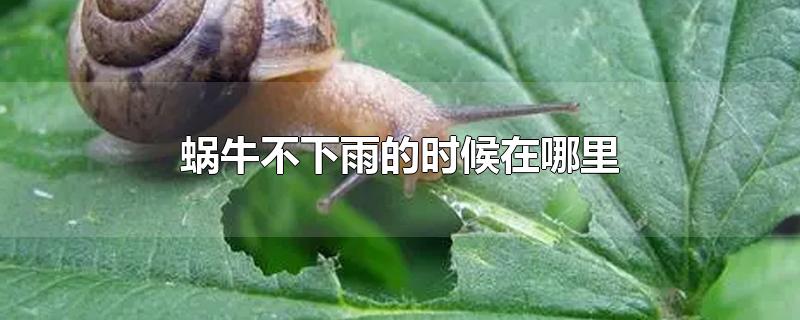 蜗牛不下雨的时候在哪里