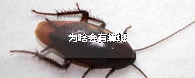 为啥会有蟑螂