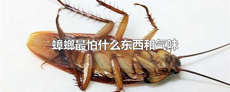 蟑螂最怕什么东西和气味