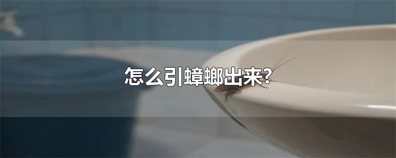 怎么引蟑螂出来?