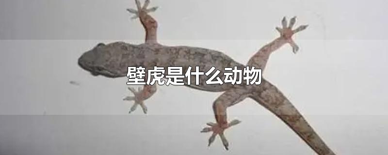 壁虎是什么动物