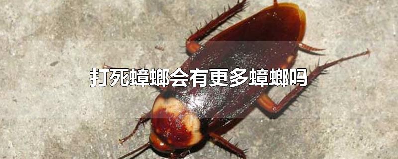 打死蟑螂会有更多蟑螂吗