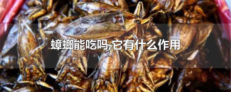 蟑螂能吃吗,它有什么作用