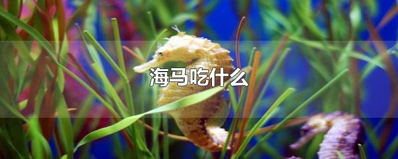 海马吃什么