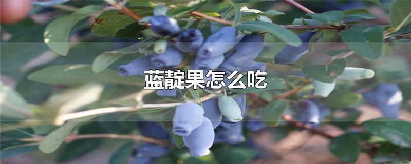 蓝靛果怎么吃