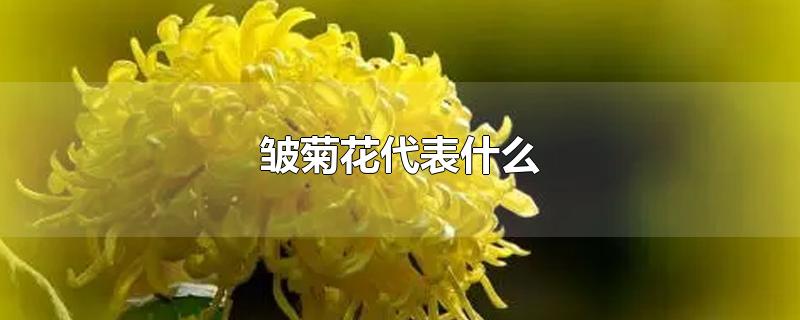 皱菊花代表什么