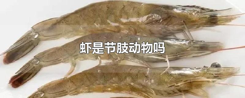 虾是节肢动物吗