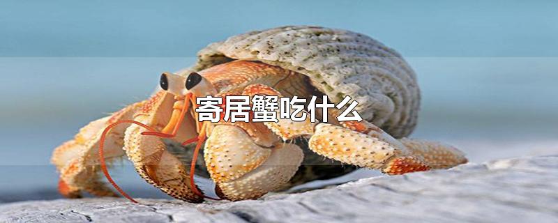 寄居蟹吃什么