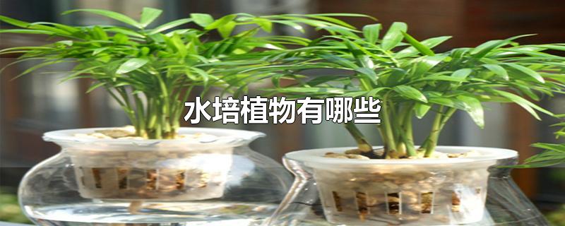 水培植物有哪些