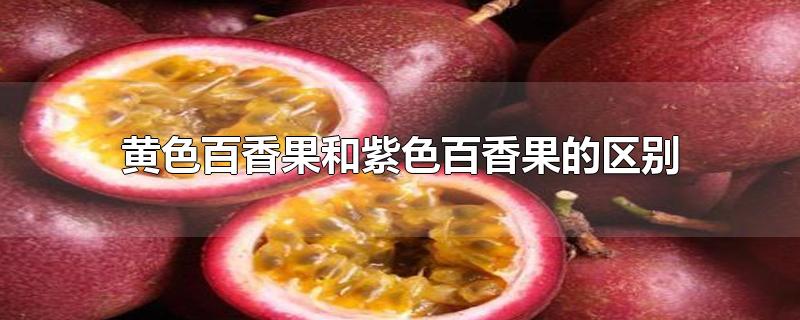 黄色百香果和紫色百香果的区别