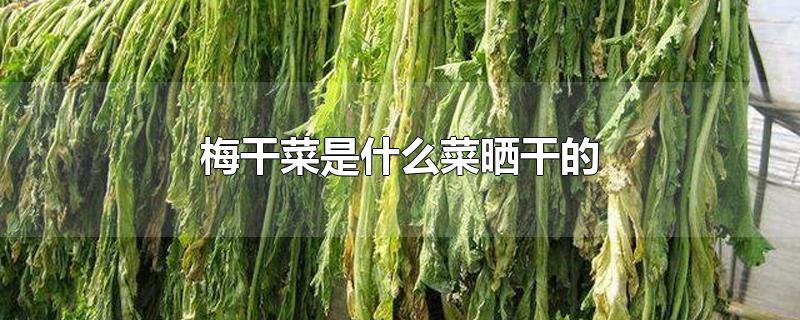 梅干菜是什么菜晒干的