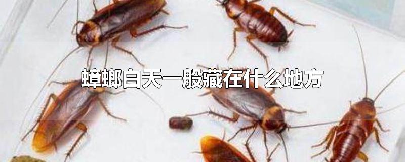 蟑螂白天一般藏在什么地方