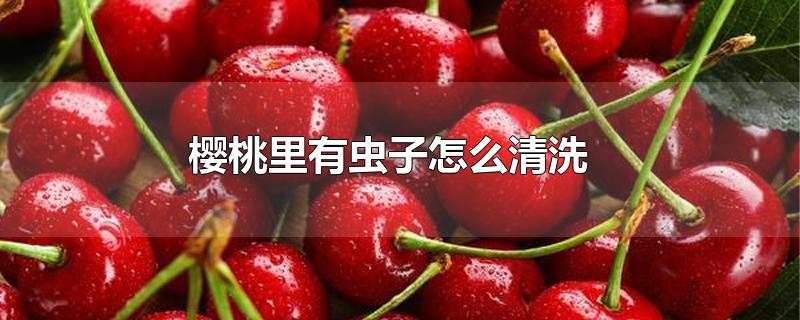 樱桃里有虫子怎么清洗