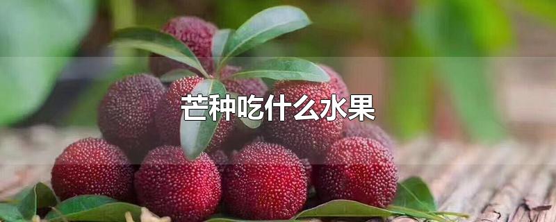 芒种吃什么水果