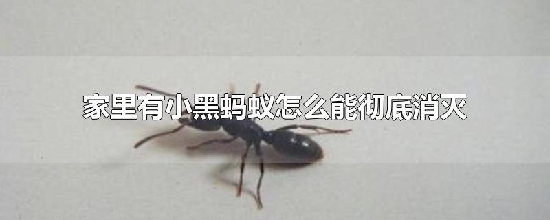 家里有小黑蚂蚁怎么能彻底消灭