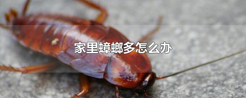 家里蟑螂多怎么办