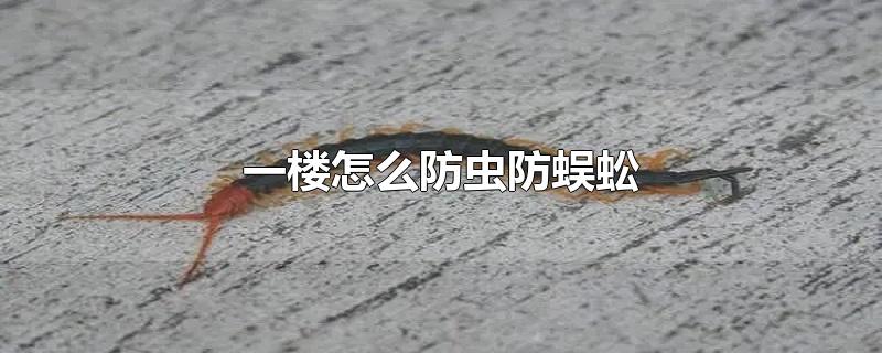 一楼怎么防虫防蜈蚣?