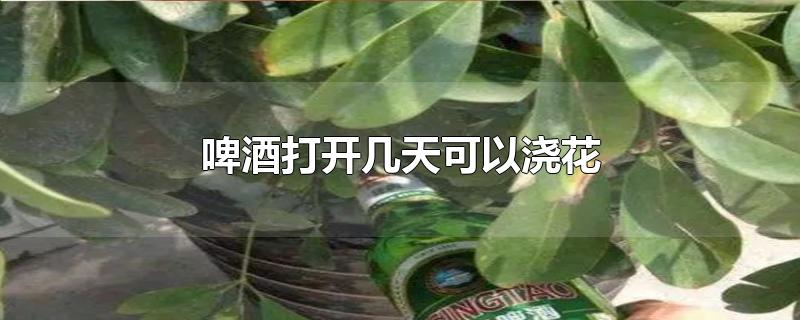 啤酒打开几天可以浇花