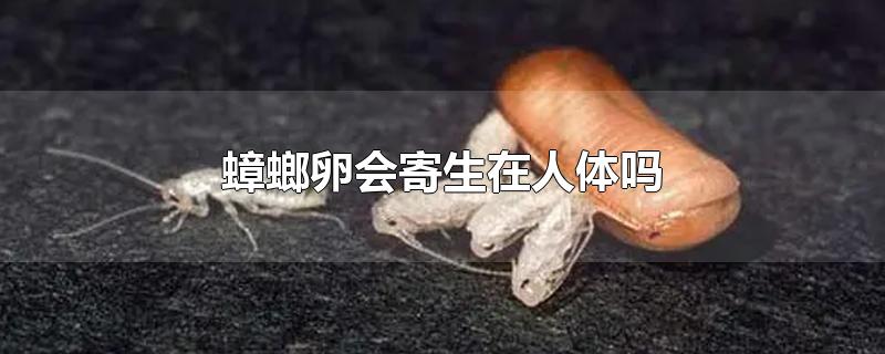 蟑螂卵会寄生在人体吗