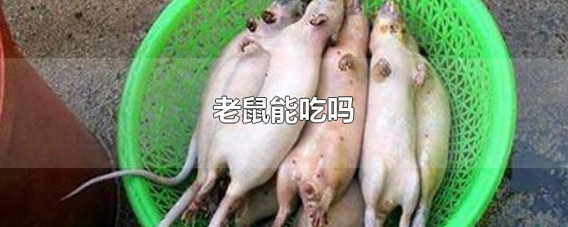 老鼠能吃吗