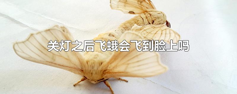 关灯之后飞蛾会飞到脸上吗