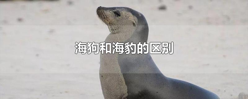 海狗和海豹的区别