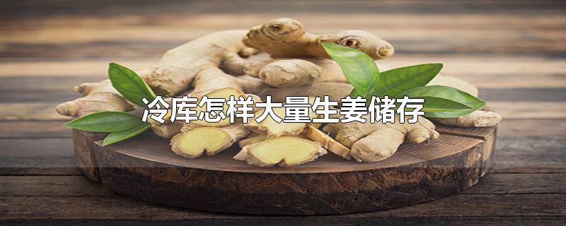 冷库怎样大量生姜储存