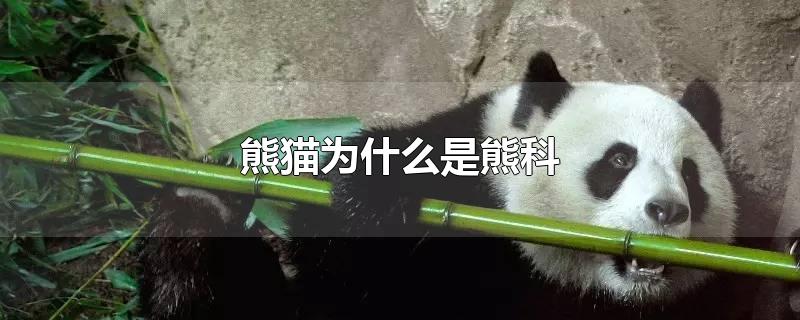 熊猫为什么是熊科