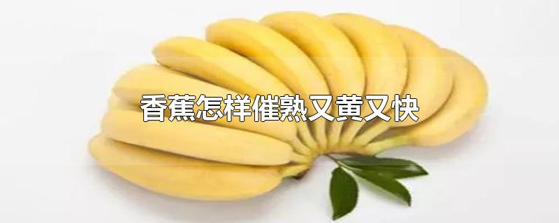 香蕉怎样催熟又黄又快