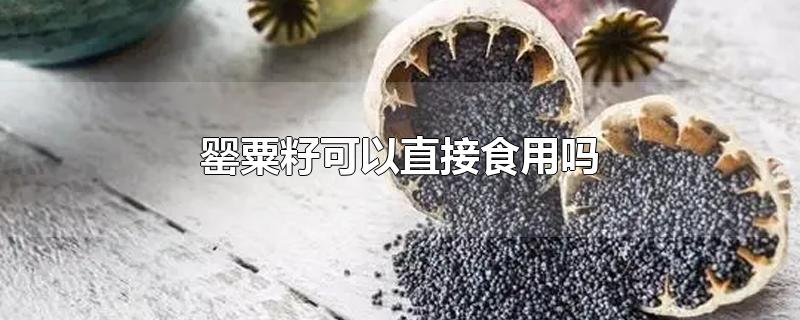 罂粟籽可以直接食用吗