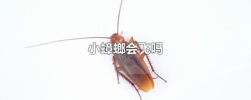 小蟑螂会飞吗