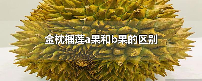 金枕榴莲a果和b果的区别