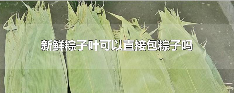 新鲜粽子叶可以直接包粽子吗