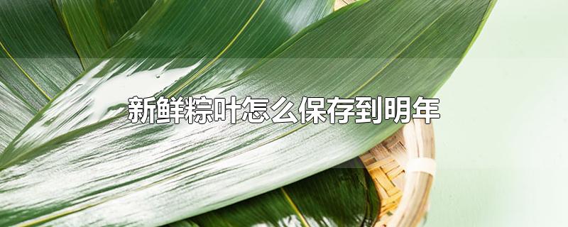 新鲜粽叶怎么保存到明年