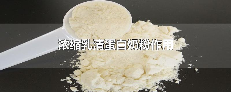 浓缩乳清蛋白奶粉作用