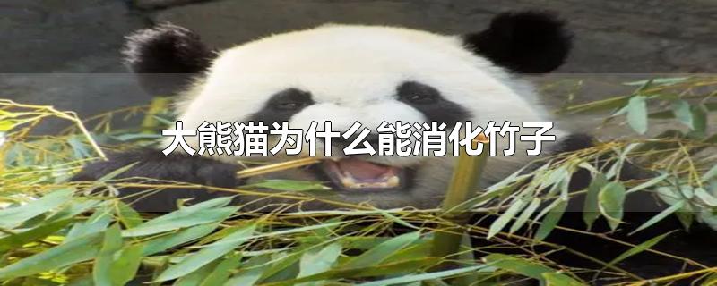 大熊猫为什么能消化竹子