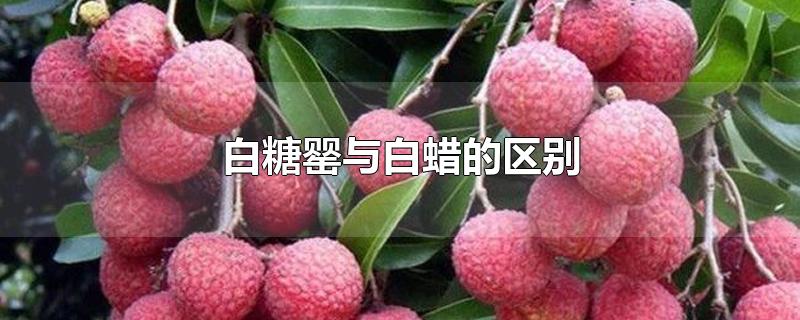 白糖罂与白蜡的区别