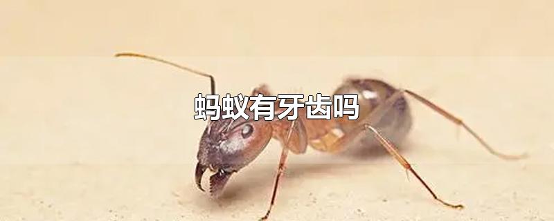 蚂蚁有牙齿吗