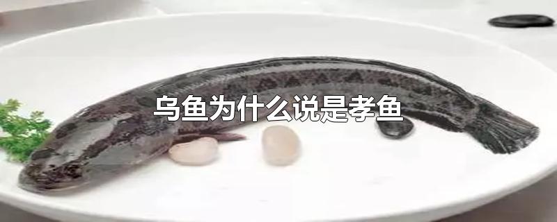 乌鱼为什么说是孝鱼