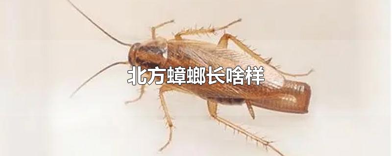 北方蟑螂长啥样