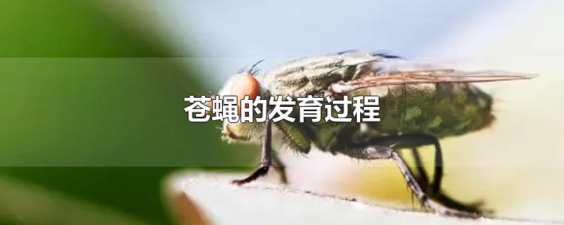 苍蝇的发育过程