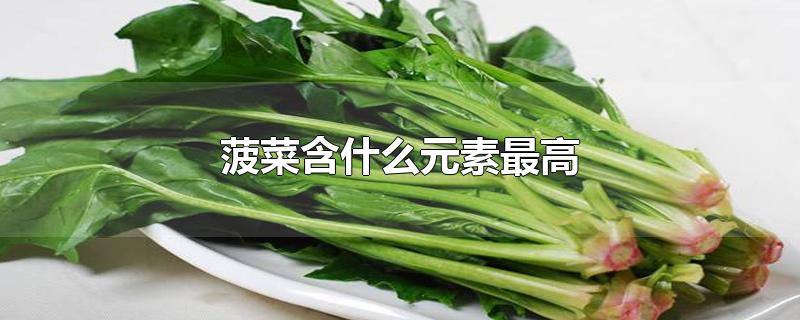 菠菜含什么元素最高