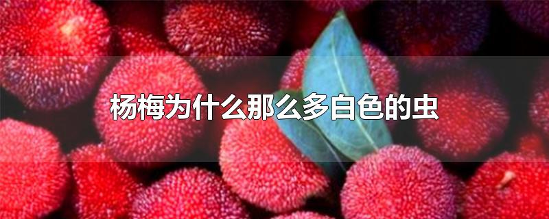 杨梅为什么那么多白色的虫