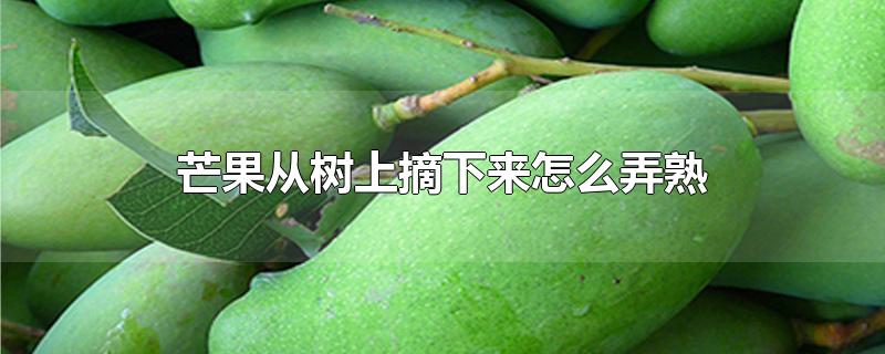 芒果从树上摘下来怎么弄熟