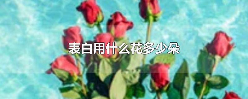 表白用什么花多少朵